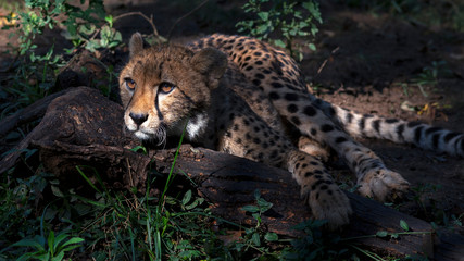 cheetah resting in shade under a tree