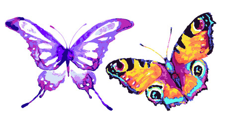 Obraz na płótnie Canvas butterfly231