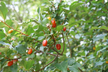 Silverberry oleaster Tree Red fruit