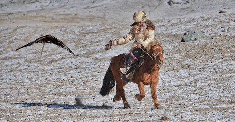 golden eagle in western mongolia flying and training to catch prey during the golden eagle festival