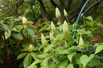 Clematis white flower full bloom