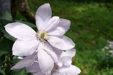 Fototapeta na wymiar Clematis white flower full bloom