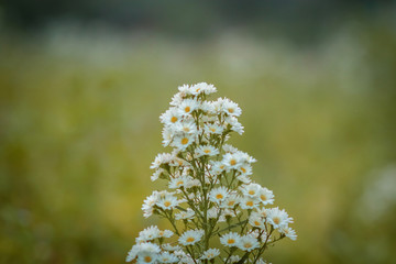 White Cutter Flower in garden.