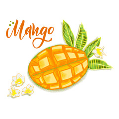 Hand drawn textured mango, flowers and leafs.  Colorful vector food illustration for healthy food cafe, restaurant, fruits and grocery market
