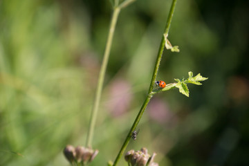 Marienkäfer / Coccinellidae