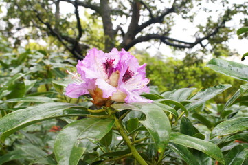 Japanese botanical garden Colorful rhododendron flowers
