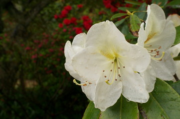 Japanese botanical garden Colorful rhododendron flowers