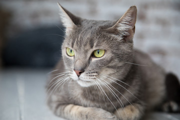 Fototapeta premium Beautiful funny cat at home.