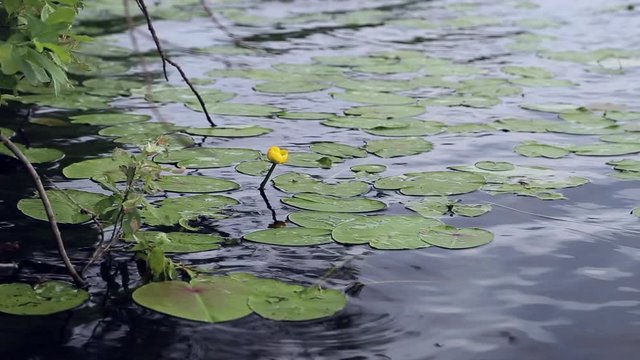 Lily flowers on the lake
