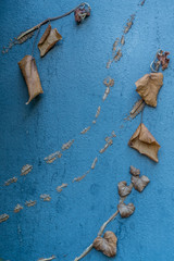 Sch&auml;den durch Efeu an der Hauswand