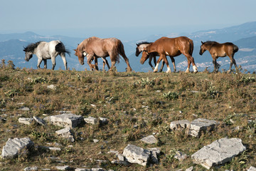 cavalli al pascolo