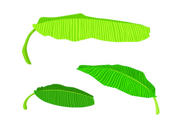 Green Banana leaf fresh on white background illustration vector
