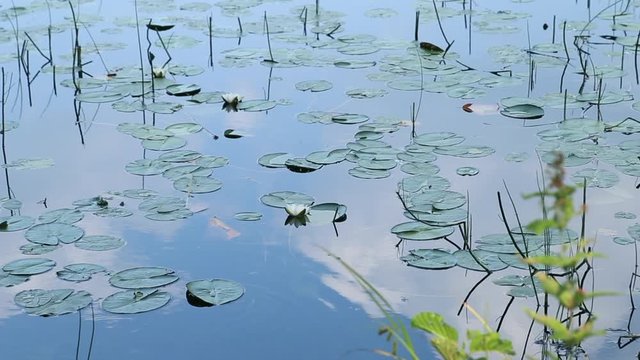 Lily flowers on the lake