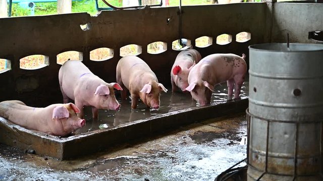 Pigs on an modern industrial pig farm