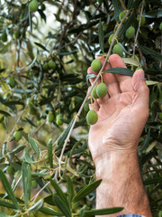 Close-up of the hands of a caucasian olive grower while he checks still unripe olives. Traditional...