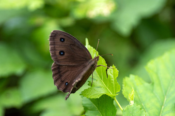 ジャノメチョウ