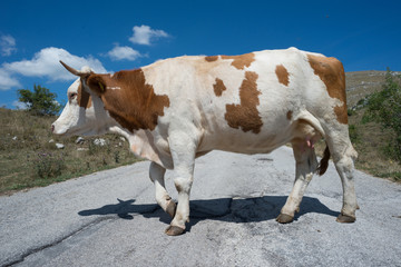 mucca che attraversa la strada