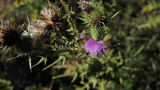 papillon butinant un chardon
