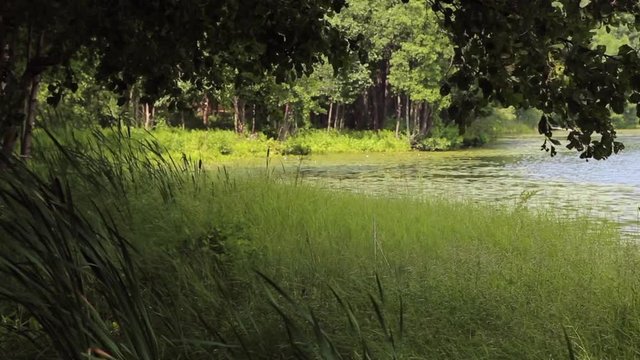 Lake in the forest