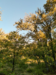La garrigue sur le versant sud du Luberon