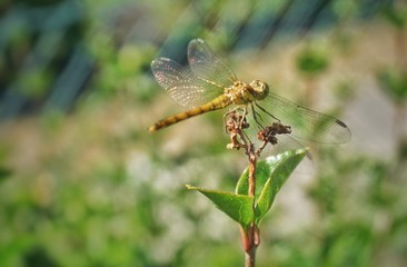 dragonfly on leaf