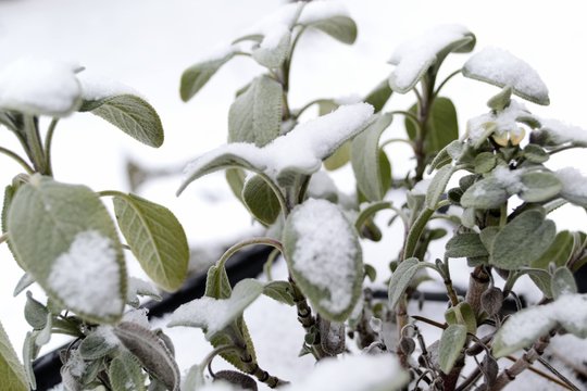 Snowy Leafs
