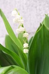 White little lily of the valley
