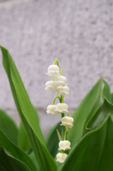 White little lily of the valley