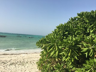 tree on the beach