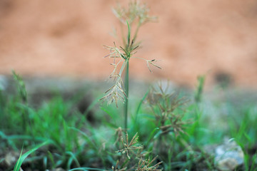 Selective focus on blossom flowers with blurred background