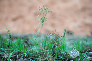 Selective focus on blossom flowers with blurred background