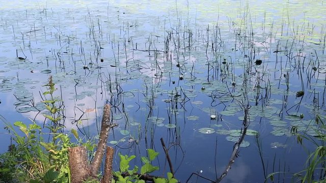 Lily flowers on the lake