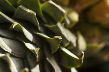 Pineapple green husk close-up