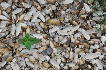 Background of small trees that grow on shells