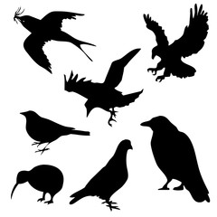 Collection of silhouettes of Black bird graphics set on white background. Picture illustration for your cute design and your project.