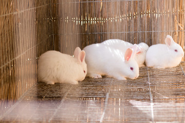 White rabbits together in the cage corner.