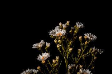 White Cutter Flower in garden.