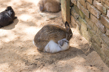 White and brown rabbits mating in farm cage.