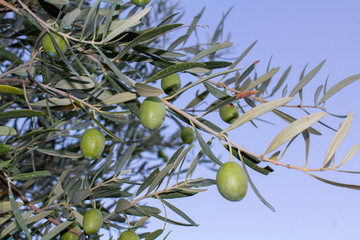 Olive is the typical Mediterranean fruit