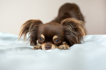 adorable chihuahua dog lying on a bed indoors