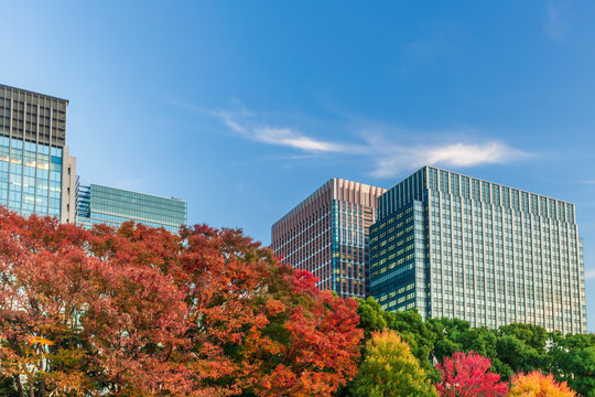 15 714 Best 街路樹 Images Stock Photos Vectors Adobe Stock