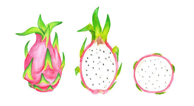 Dragon Fruit, Cut Pitaya or Pitahaya. Healthy Asian Fruits Series. Watercolor Hand Drawn Organic Dragon Fruit Illustration. 3 views.