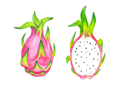 Dragon Fruit Watercolor Illustration. Hand Drawn Pitahaya Paint. Isolated Tropical Fruits on the White Background.