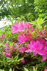 Japanese beautiful flowers Colorful azalea