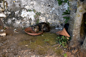 cat in a park