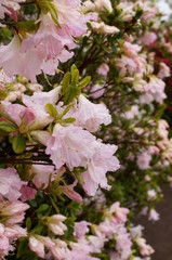Japanese beautiful flowers Colorful azalea