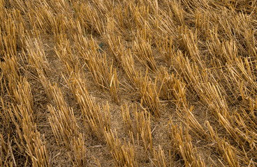 Blé, triticum vulgare, Champ, Paille, Récolte,