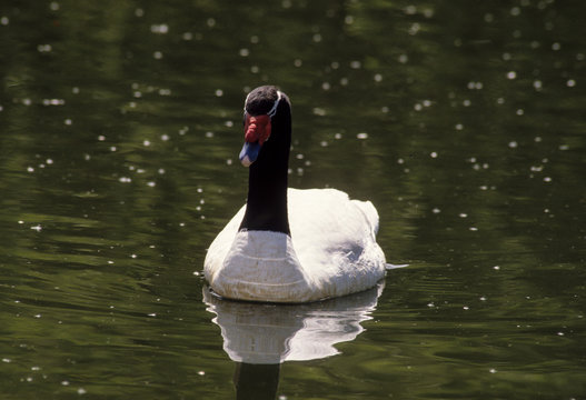 Cygne à cou noir,.Cygnus melancoryphus, Black necked Swan