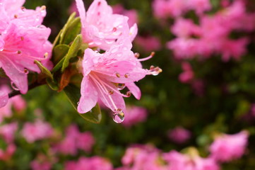 Japanese beautiful flowers Colorful azalea