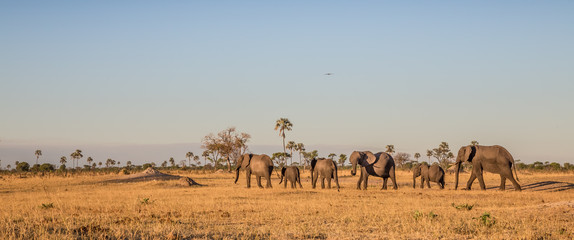 Fototapeta na wymiar Family herd of elephants in Zimbabwe